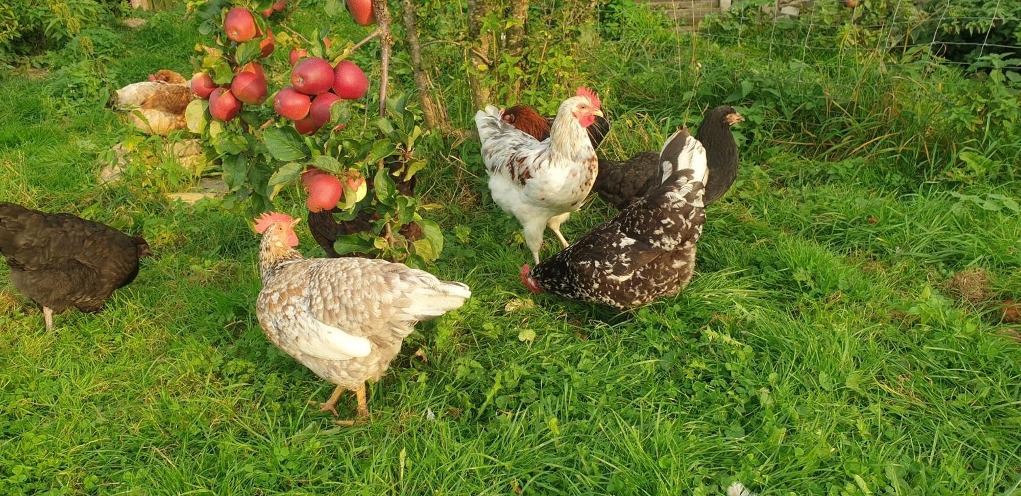 Ferienwohnung Der kleine Fuchshof mit Hund, Pferd und Huhn Rathlau Exterior foto